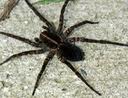 class arachnida